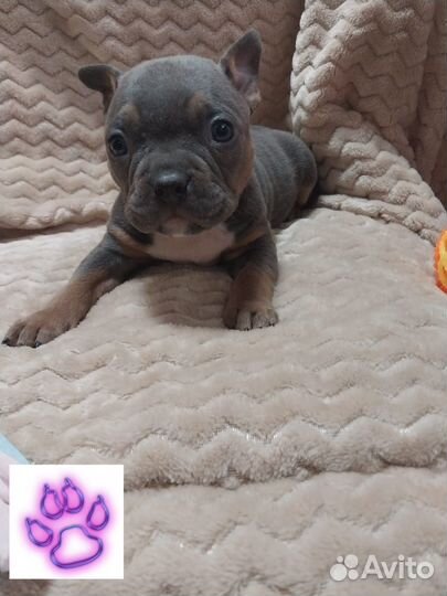 Амбулли покет