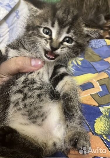 Котята в добрые руки бесплатно