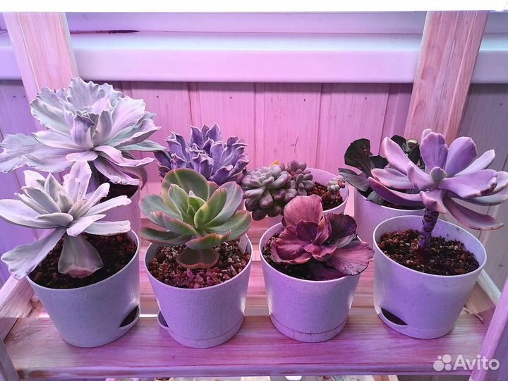 Коллекция эхеверий