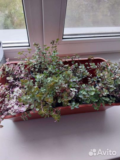 Каллизия розовая пантера