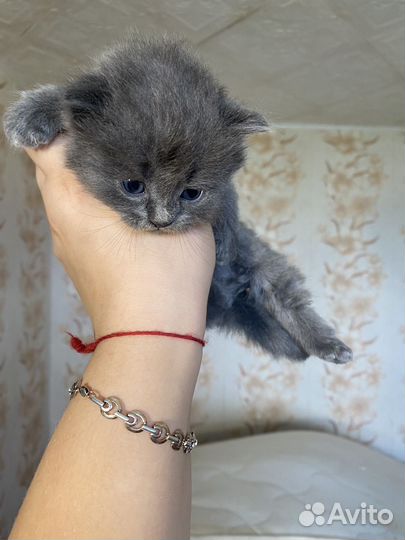 Котята в дар бесплатно