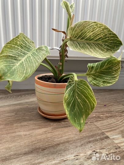 Цветок в керамическом горшке