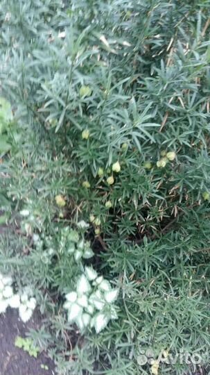 Бересклет нана, много растений в профили