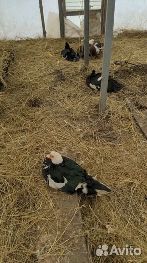 Мускусные утята