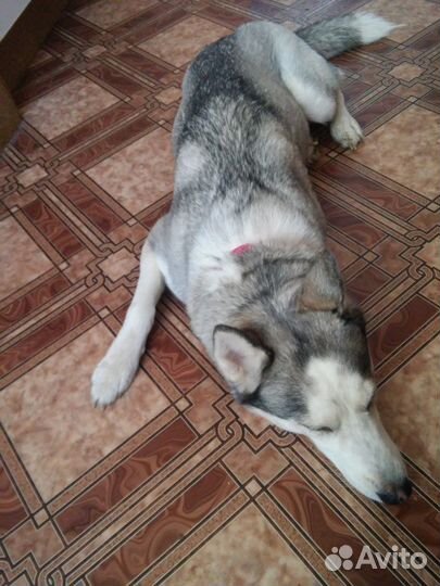 Передержка животных(зоогостиница)