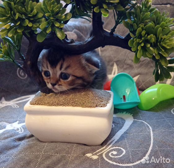 Шотландская вислоухая
