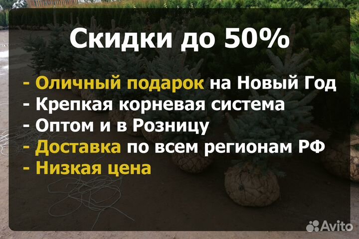 Ель в горшке - на Новый год и Рождество 25-100 см