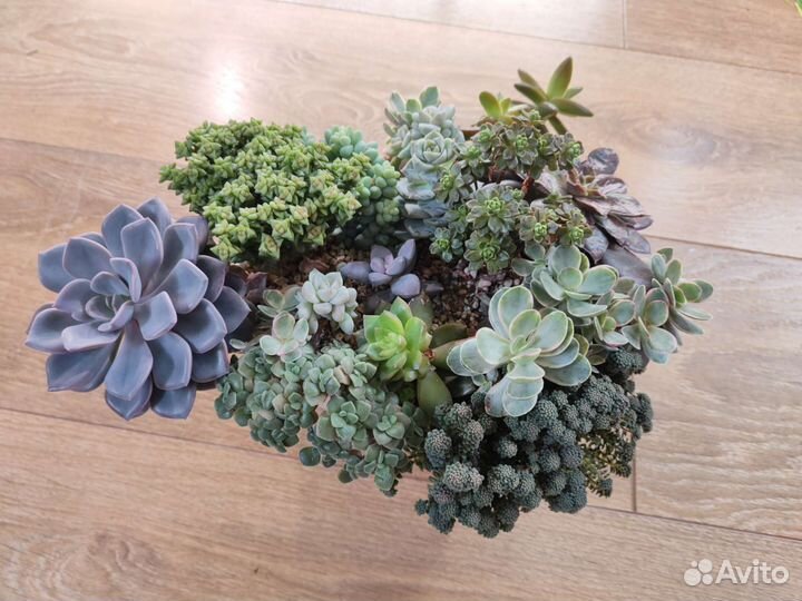 Садик из суккулентов взрослый