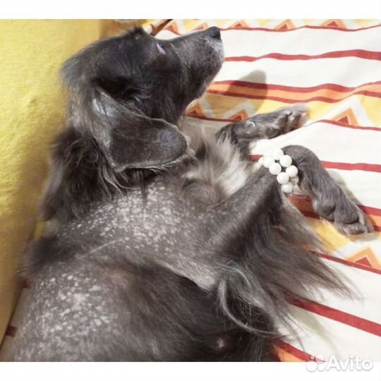 Собака стерильная привитая