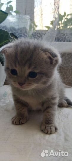 Британская вислоухая кошка