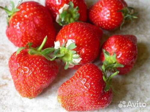 Земляника садовая рассада