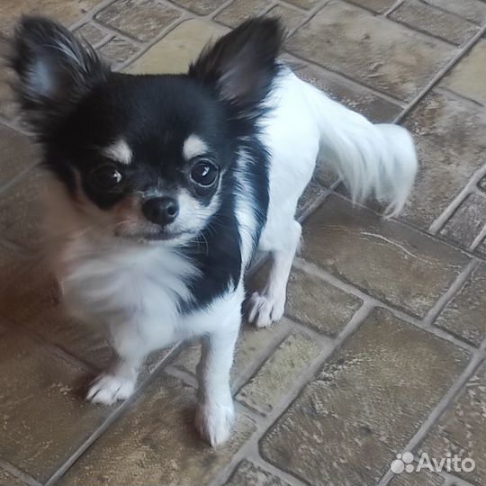 Чихуахуа мини