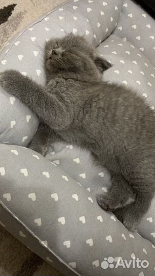 Котята 2 месяца