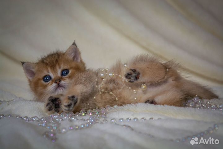 Шотландские котята золотая шиншилла