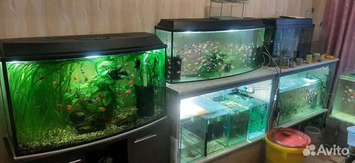 Аквариумные рыбки