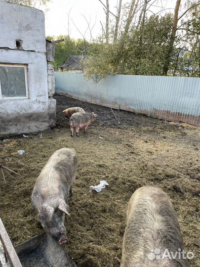 Поросята ландрас