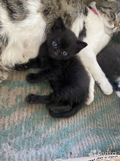 Котятки в добрые руки