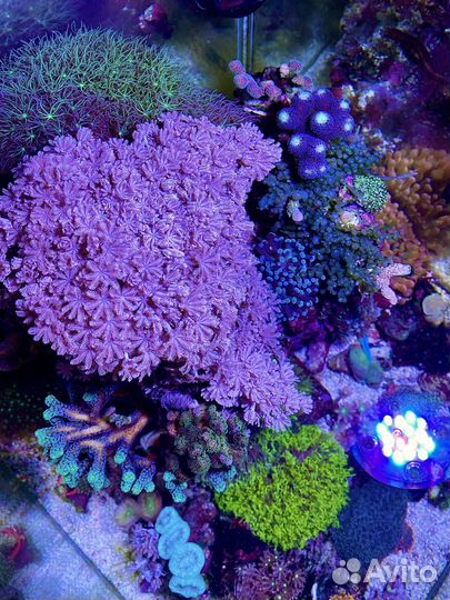 Обслуживание Морских и пресноводных аквариумов