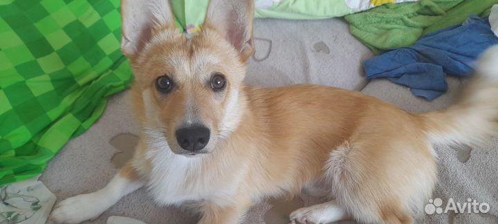 Смесь корги