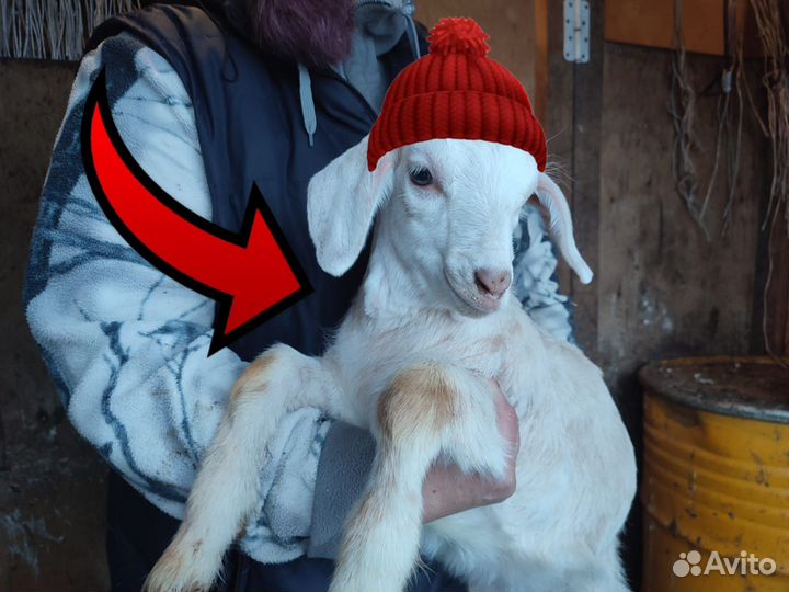 Нубийские козочки. Дойные козы. Козел