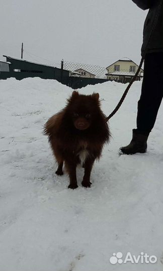 Немецкий шпиц