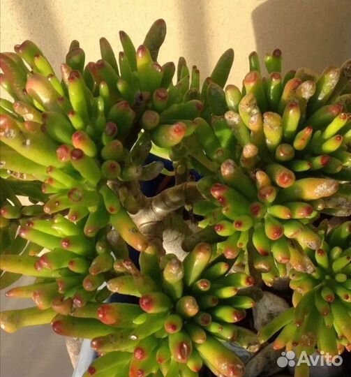 Красула хоббит