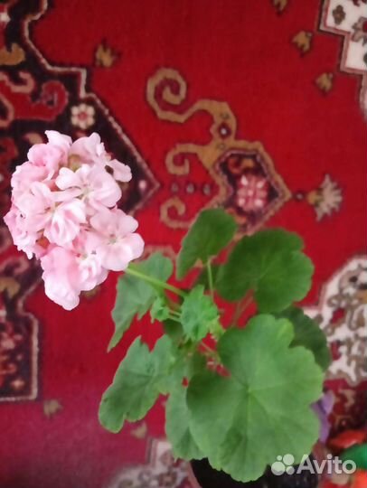 Пеларгония Люстра Скарлет Зональная