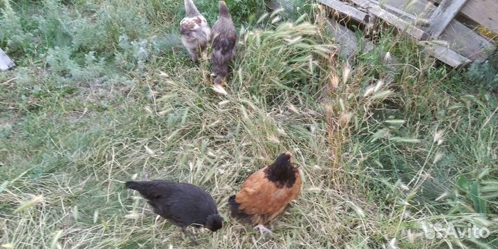 Цыплята поместные, мясо-яичных пород