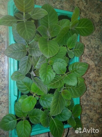 Сеянцы сортовых глоксиний