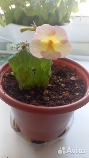 Продам ахименесы