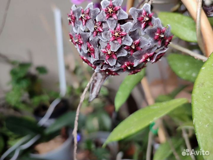 Хойя кримсон квин, Хойя пубикаликс