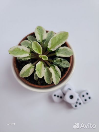 Листовые химеры, мини-фиалки