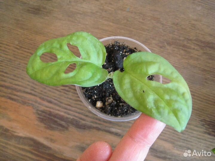 Сет из ароидных. Наборы из сортовых растений для н