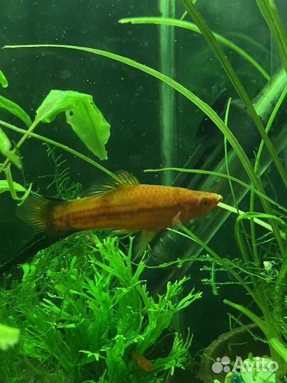 Меченосец самец