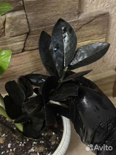 Замиокулькас черный ворон