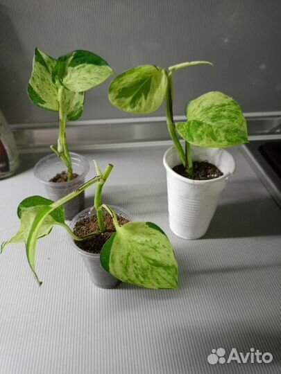 Комнатные растения