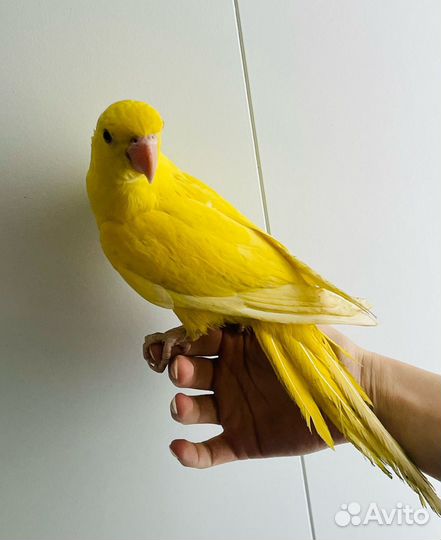 Ожереловый попугай птенцы выкормыши