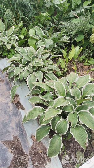 Многолетники садовые