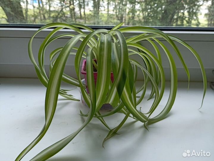 Цветы из домашней коллекции