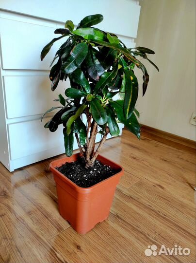 Кротон Мамми бранч