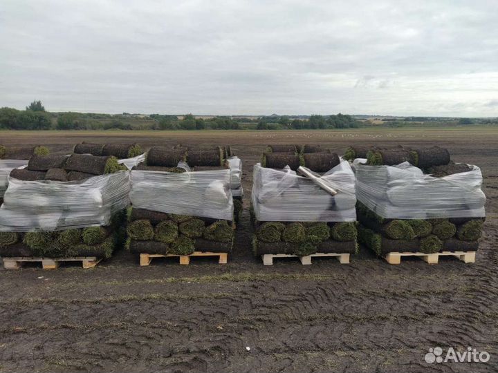 Рулонный газон