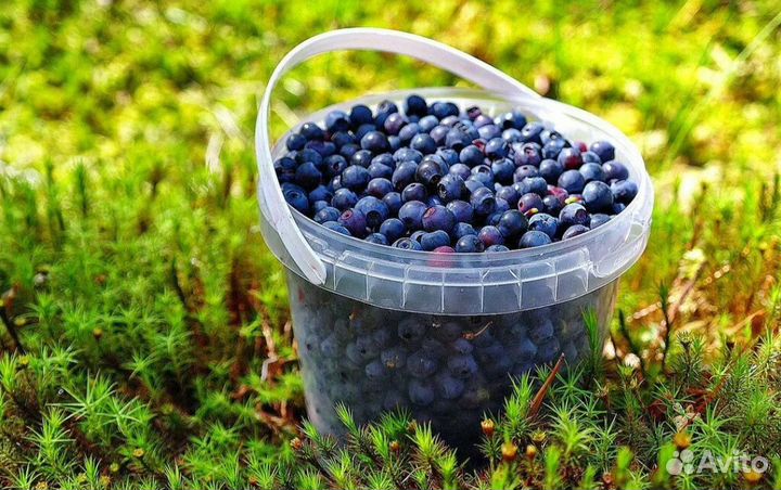 Черника свежая