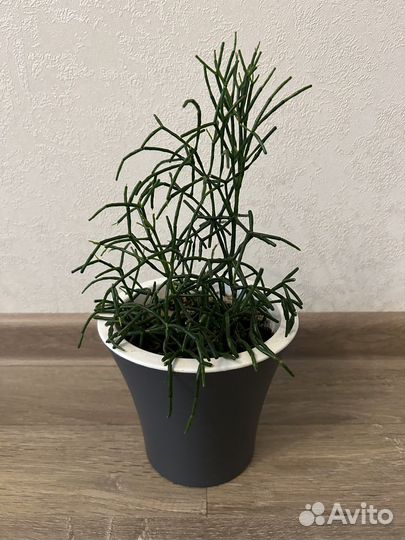 Хатиора 20 см