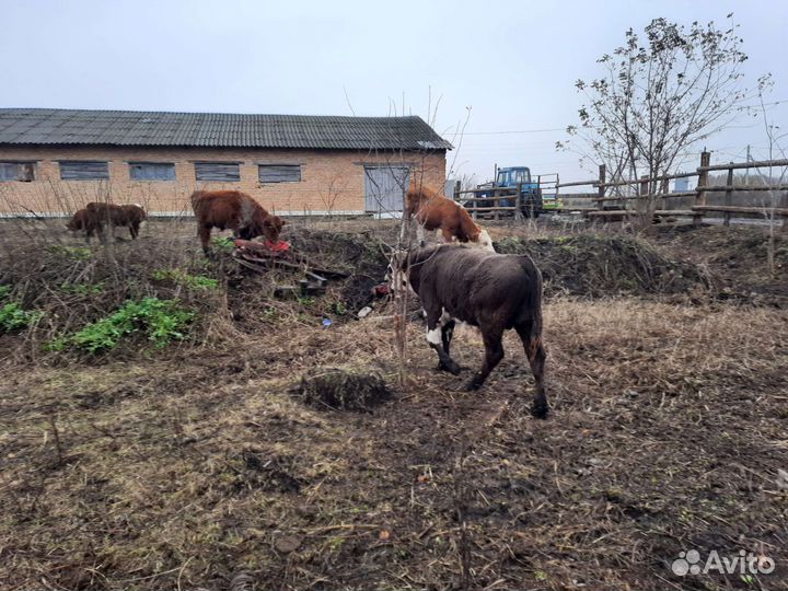 Тёлки бычки абердины герифорды с документами