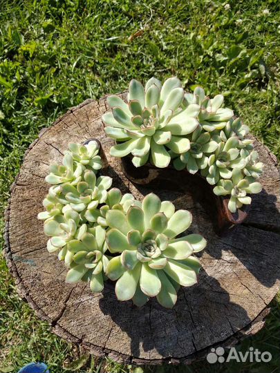 Суккуленты