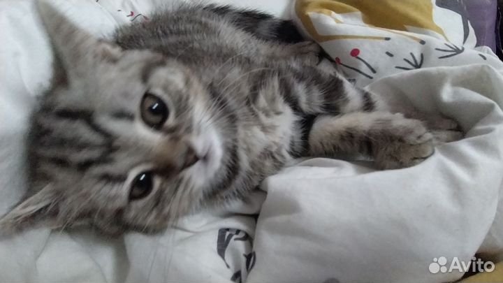 Шотландские прямоухие котята