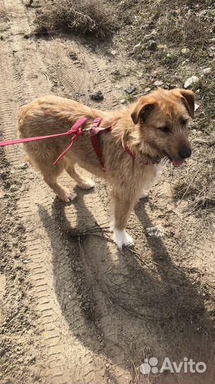 Отдам крупную молодую собаку