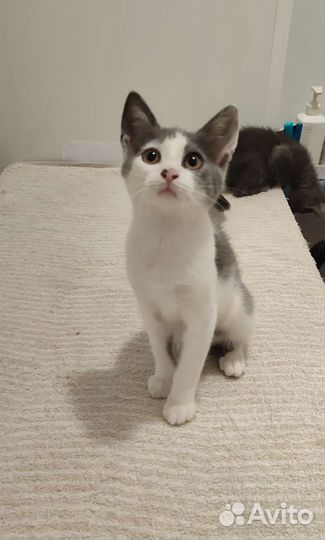 Котята в добрые руки бесплатно. Котики