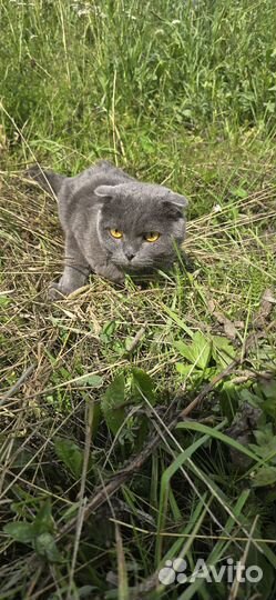 Отдам бесплатно кота в добрые руки