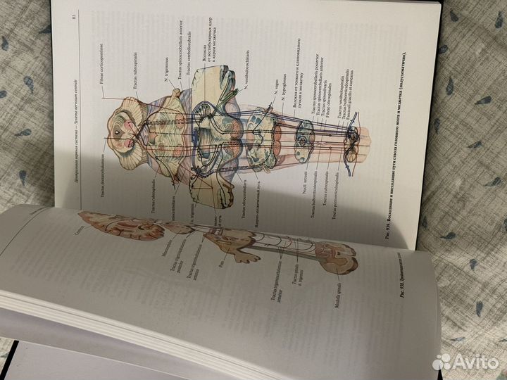 Атлас анатомии человека синельников 3 том